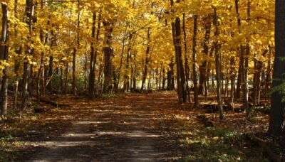 A forested trail displaying fall colors.