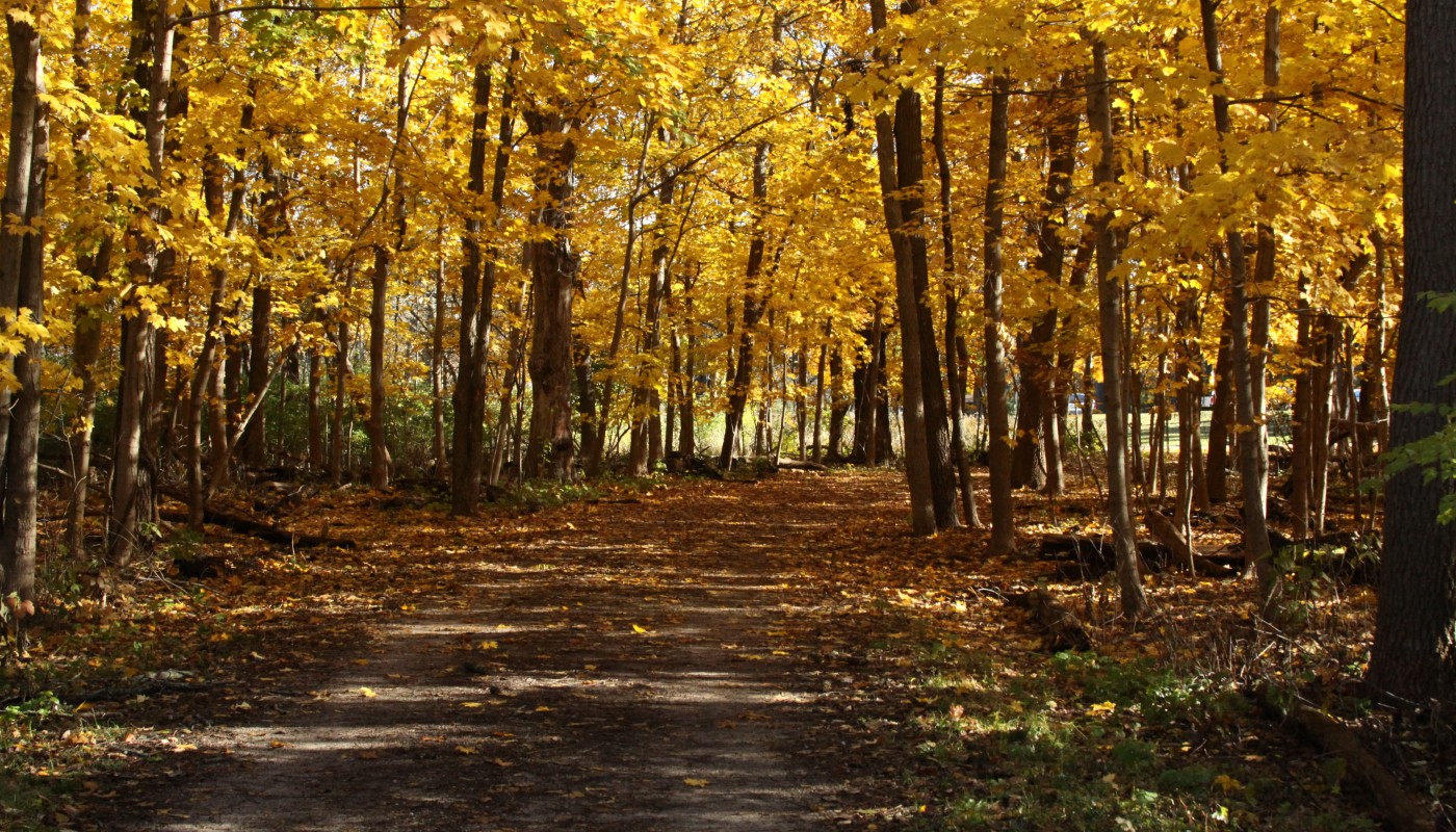 A forested trail displaying fall colors.
