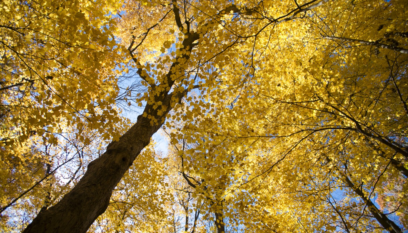 A large tree displaying vivid fall colors.