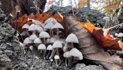 A cluster of mushrooms in a forest.