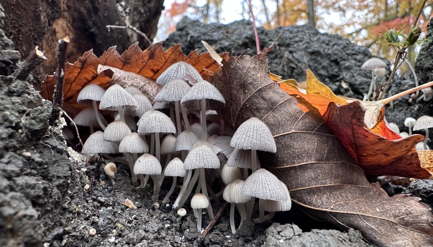 A cluster of mushrooms in a forest.