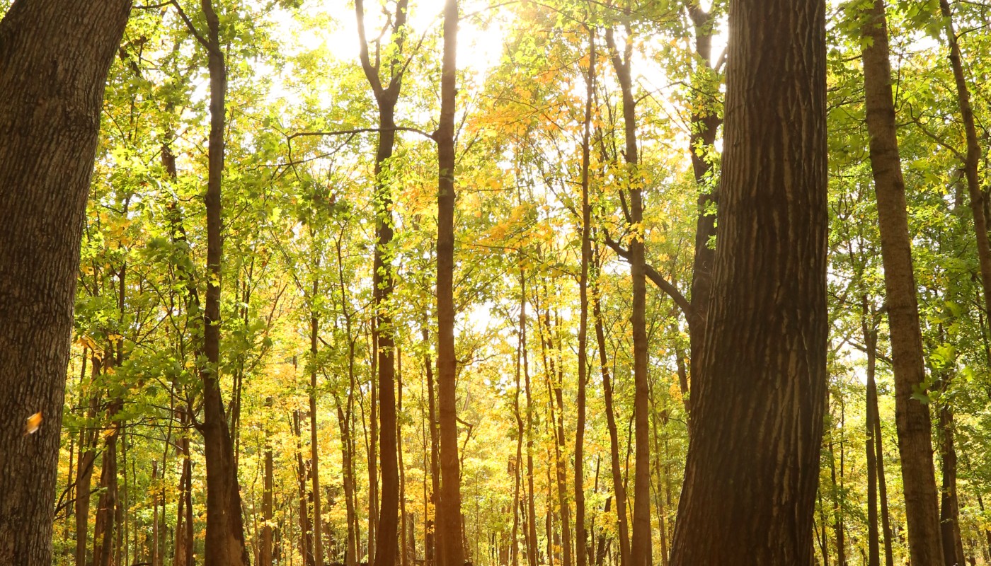 A forested landscape displaying fall colors.