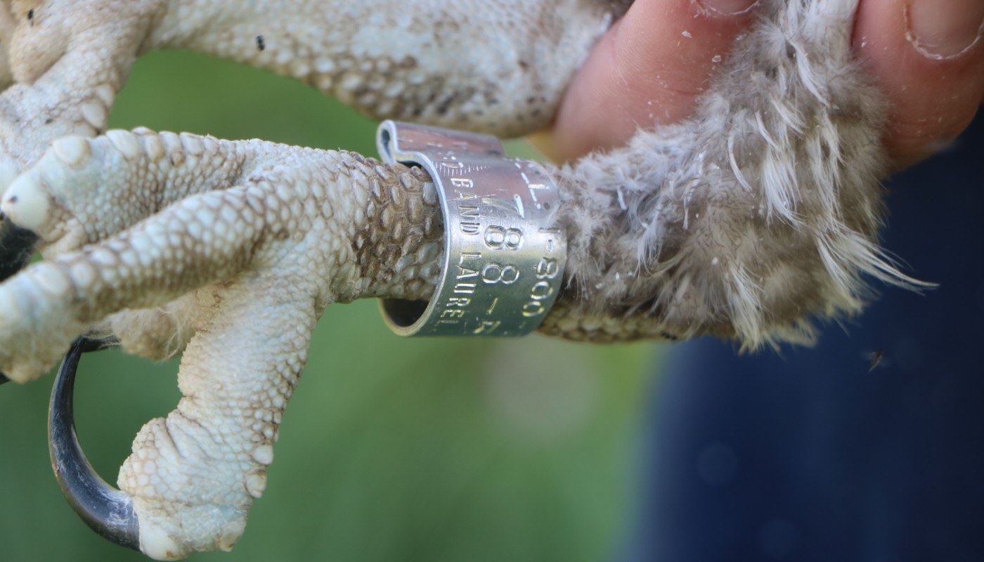 A close-up of the bird banding process.