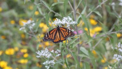 A monarch butterfly.
