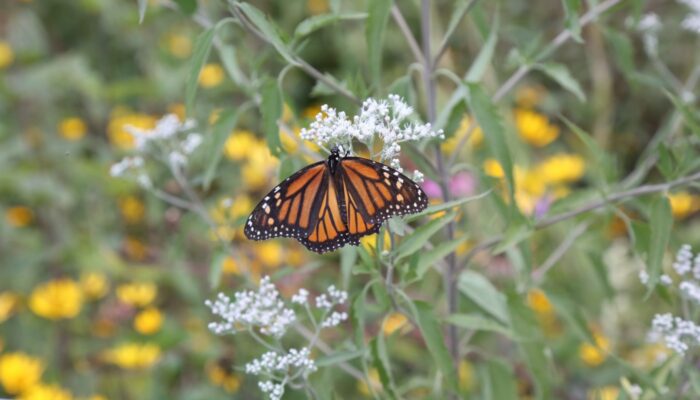 A monarch butterfly.
