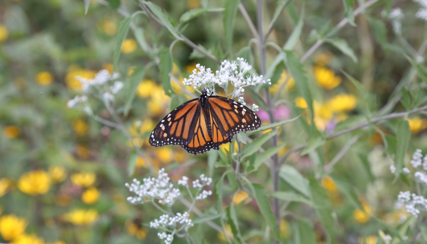 A monarch butterfly.