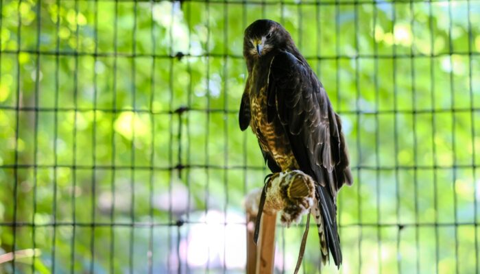 A large raptor perching.