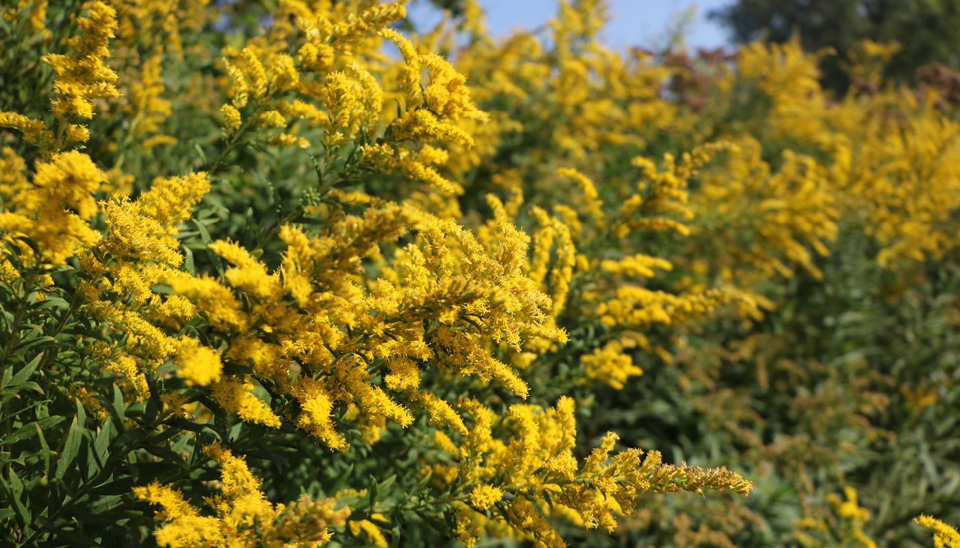 Yellow flowers in a field.