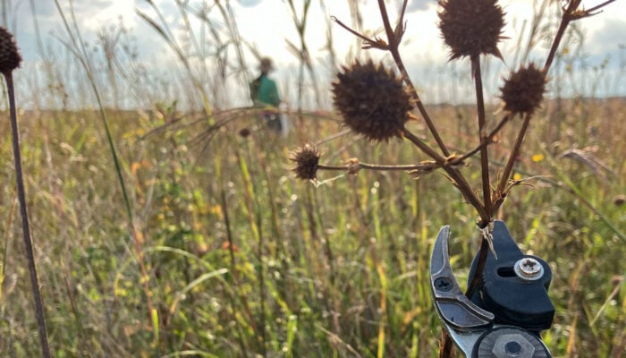 A close-up of activities at a native seed collection volunteer event.