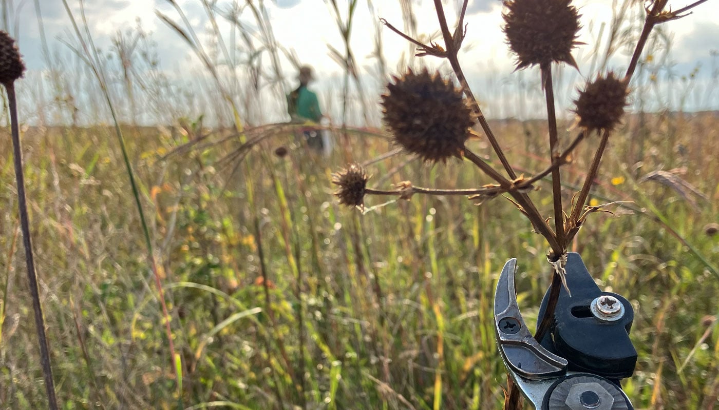 A close-up of activities at a native seed collection volunteer event.