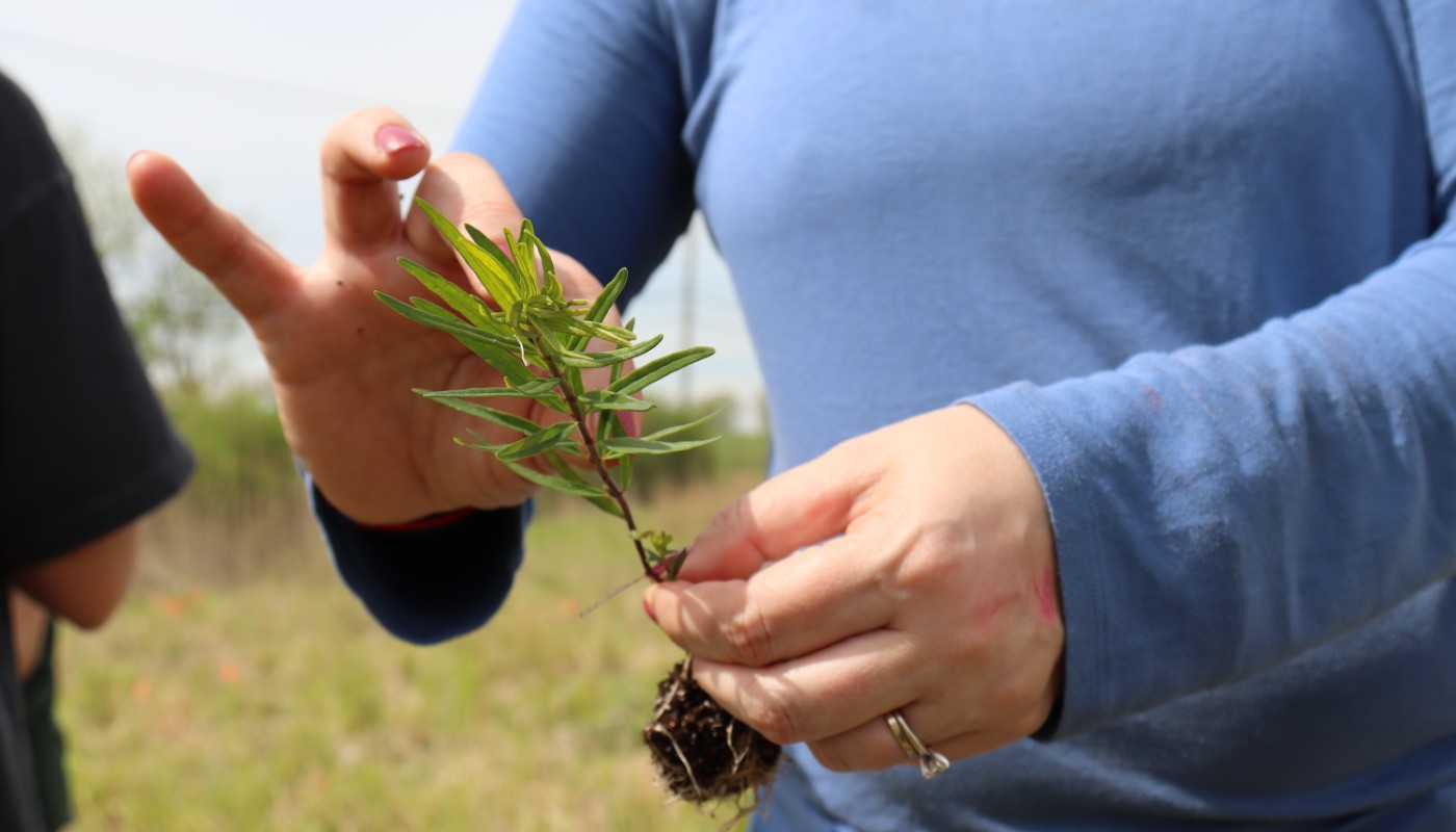 A volunteer participating in native seed amplification efforts outdoors.