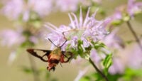 A Hummingbird moth flying next to a flower.
